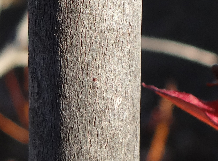 山採り自然樹形ミツバツツジ販売 茨城那珂 秋元園芸スマホ向け