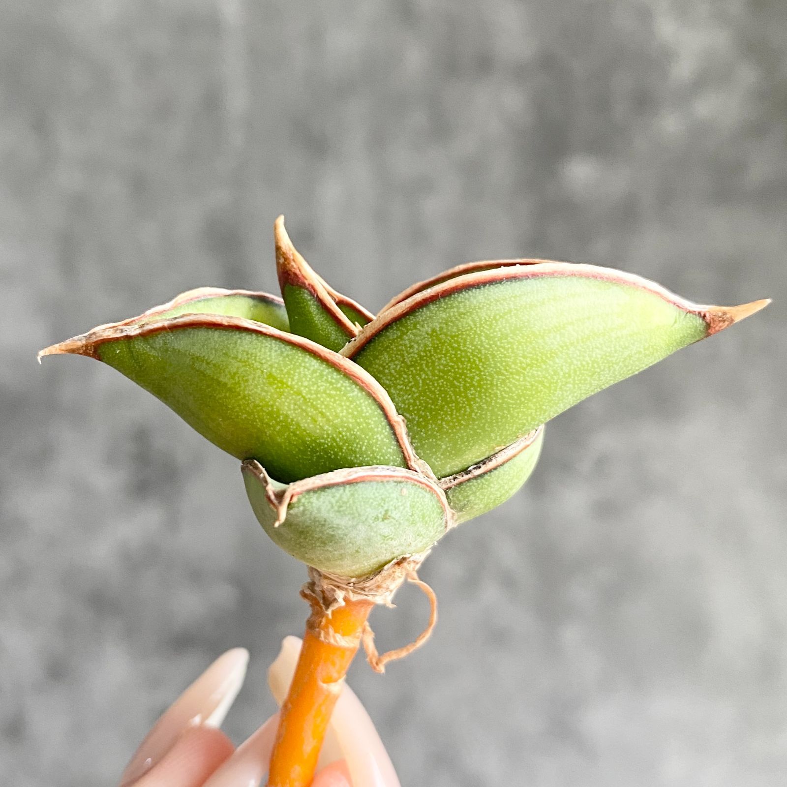 S13696【極上SS級 縞斑入り株！！】サンスベリア ロリダ 縞斑入り