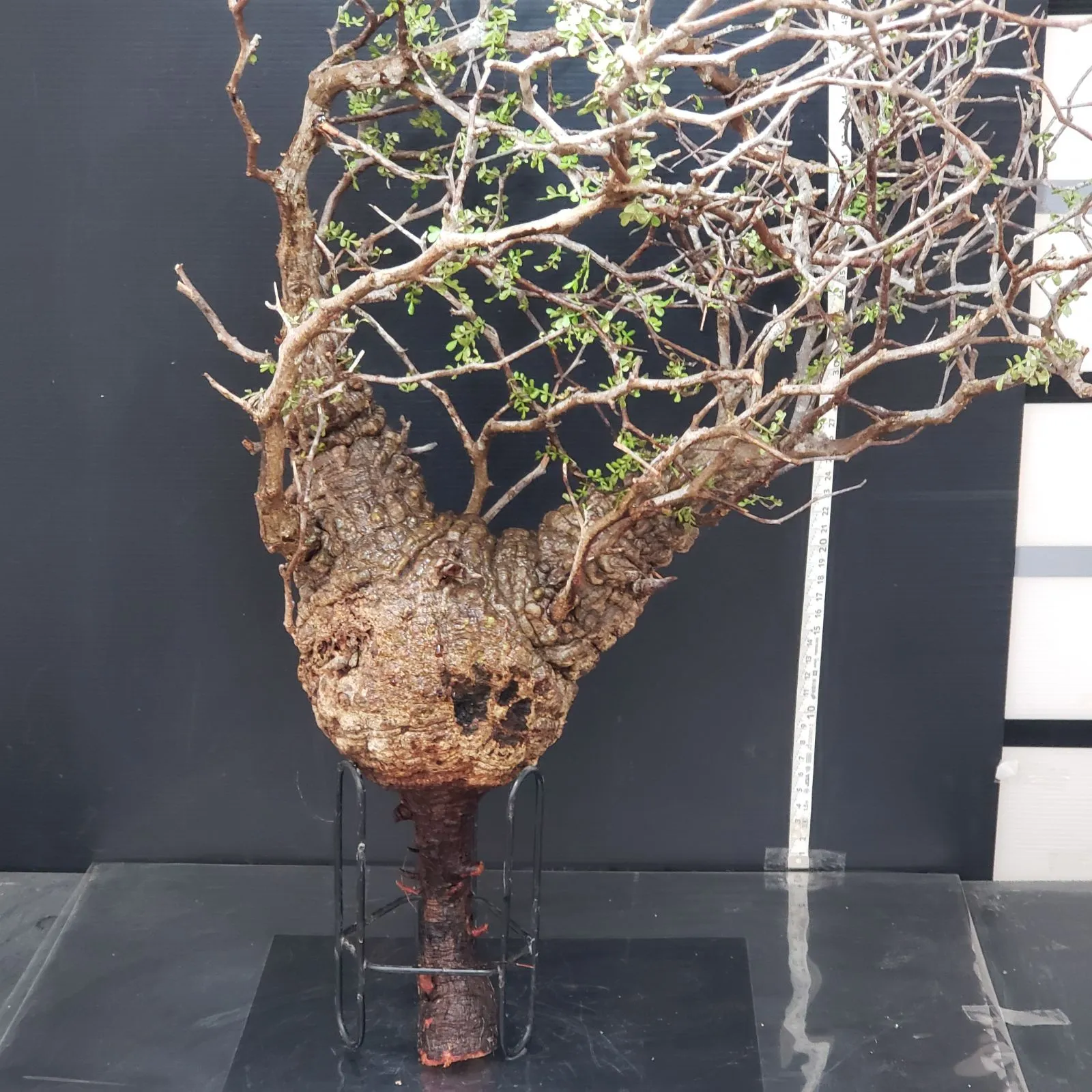 2026年最新】オペルクリカリア パキプス ベアルートの人気アイテム