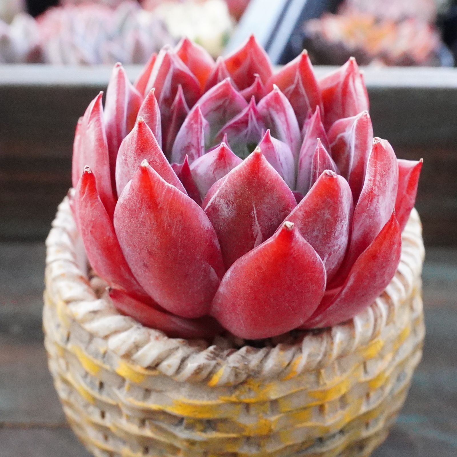 再入荷※【白粉アンジェラ】エケベリア 発色抜群 韓国多肉 おすすめ