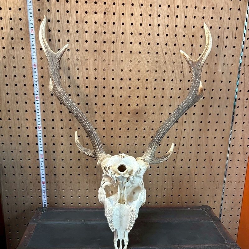 鹿の角 頭付き 全長約65cm 壁掛け ウォールデコレーション