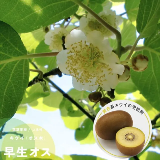 2026年最新】キウイ 花粉の人気アイテム - メルカリ