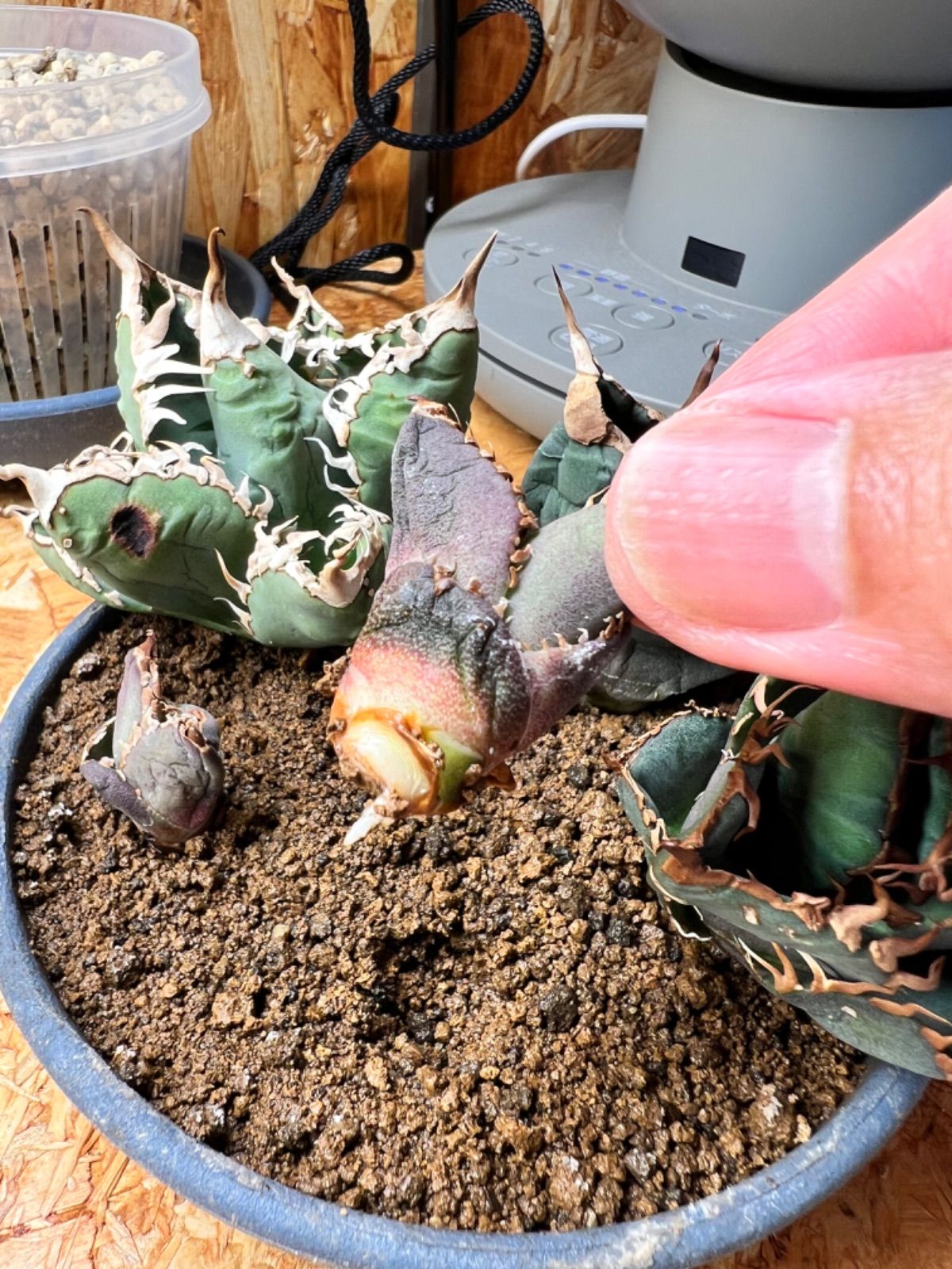 包心龍 lize血統 子株つき - メルカリ