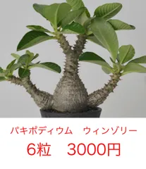 2026年最新】ウィンゾリー パキポディウムの人気アイテム - メルカリ