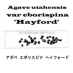 2026年最新】エボリスピナ 種子の人気アイテム - メルカリ