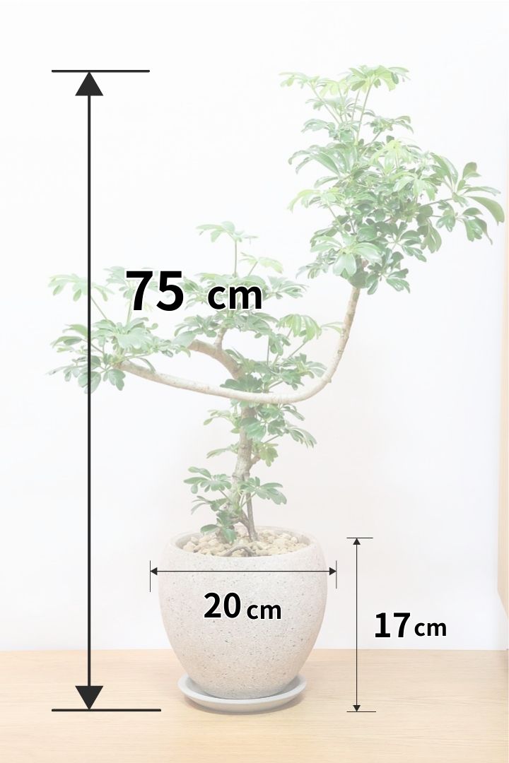 シェフレラ レナータCO61431| 観葉植物の通信販売 | APEGO(アペーゴ)