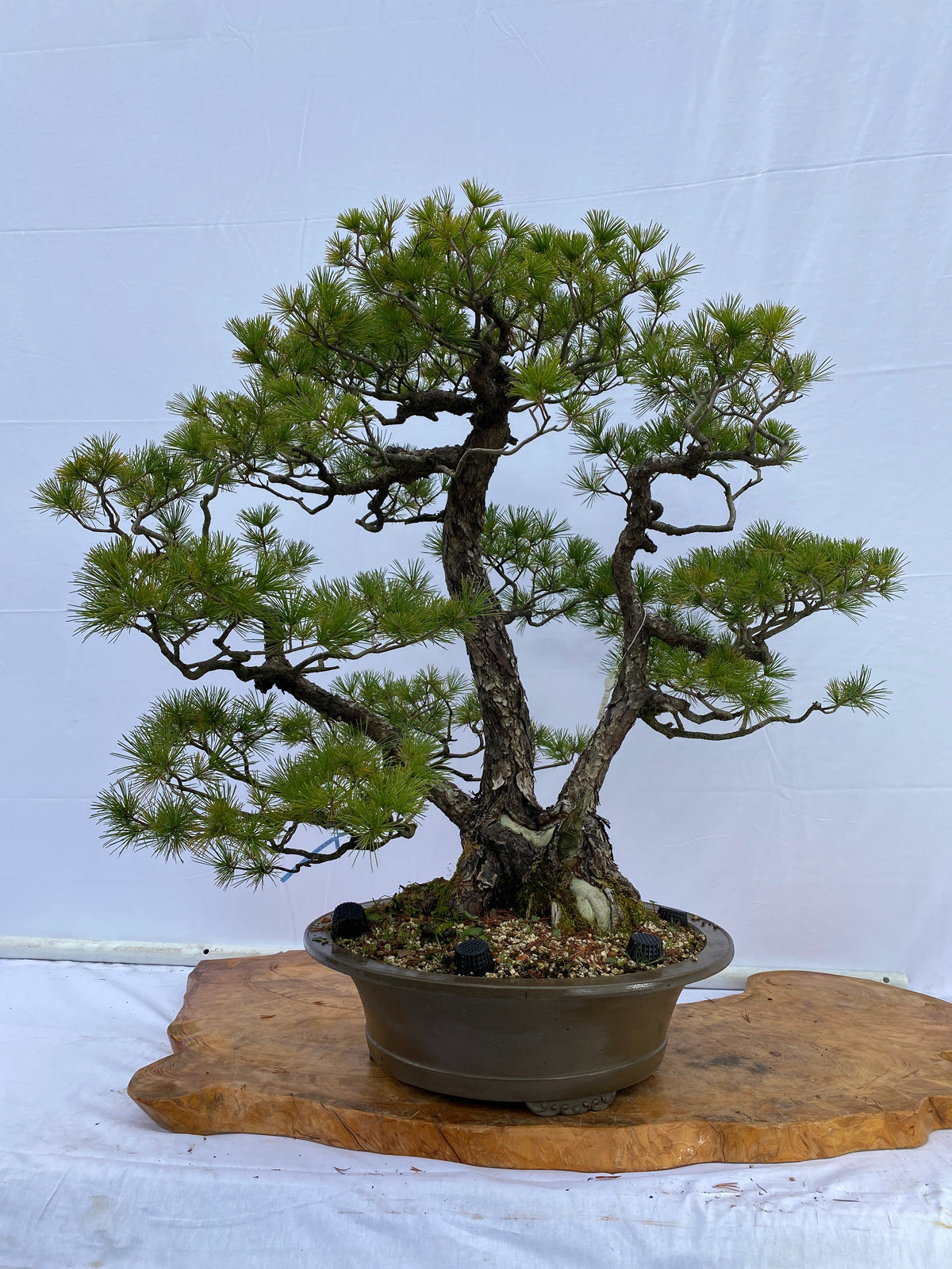 A014_1200x.jpg?v=1650441790