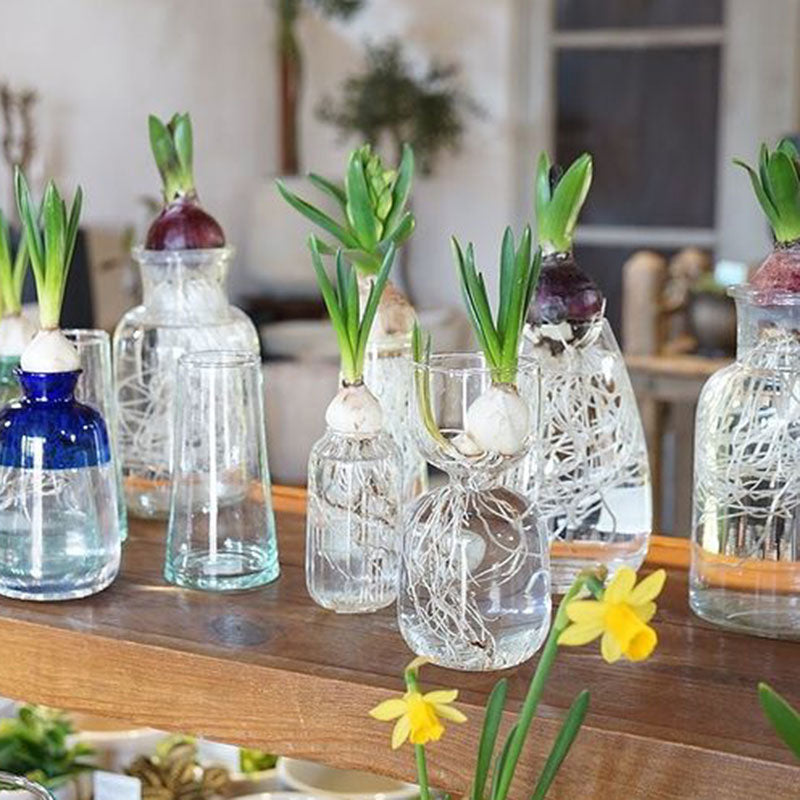 ガラスベース カヌレ | AXCIS ONLINE