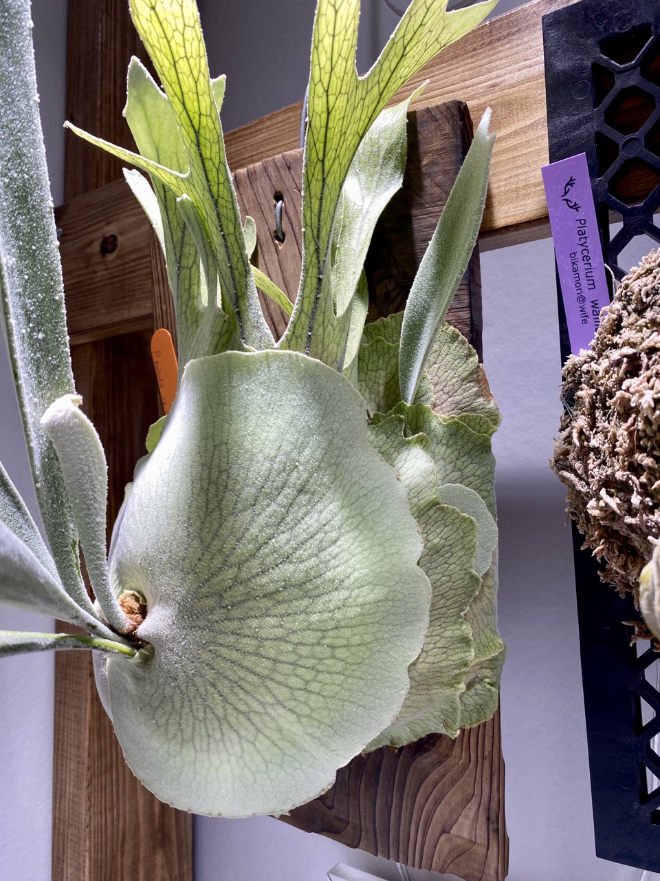 子株、胞子嚢について ビカクシダの森