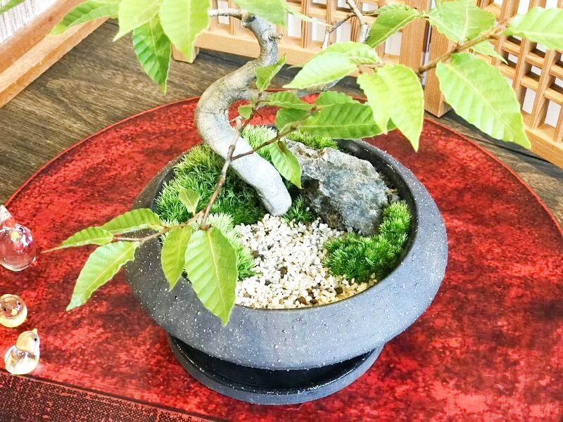 富士ブナの情景盆栽 【デザイン鉢】☆1点物☆ - インテリア盆栽工房BonCyu