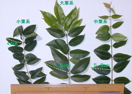 ジャボチカバ栽培