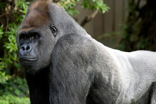 シルバーバック」の意味や使い方 わかりやすく解説 Weblio辞書