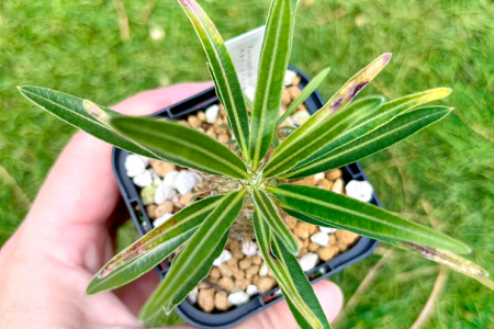 A-961 実生コーデックス(塊根植物)パキポディウムグラキリス1鉢 | 島根