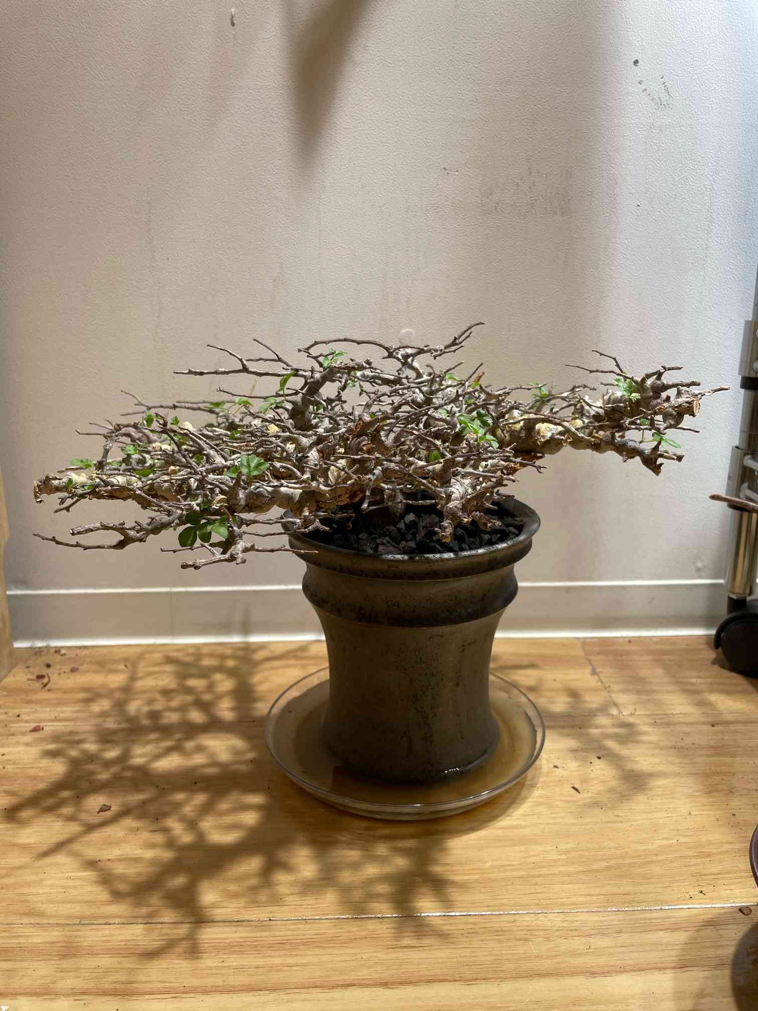 コミフォラ エイル 管理記録｜🍀GreenSnap（グリーンスナップ）