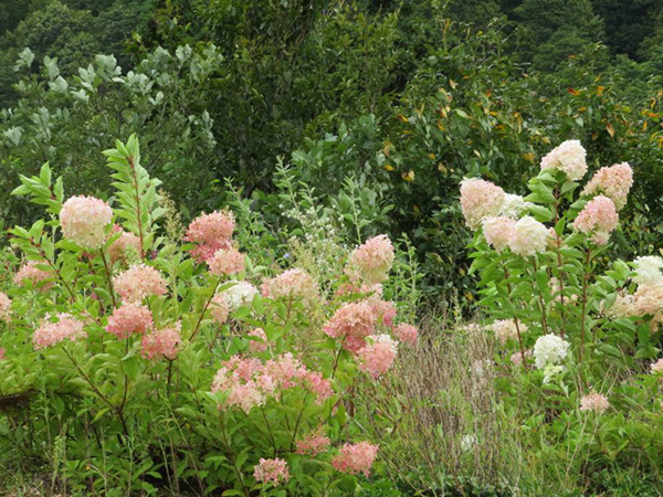 ピラミッドアジサイ | 越後ハーブ香園入広瀬
