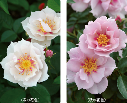 限定販売開始！20周年のバラ＆夢のコラボ企画のバラ｜【京成バラ園