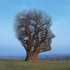 Vignetting The Compost | Bibio