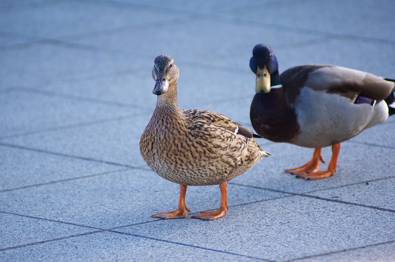 Ricoh XR APO Rikenon 300mm F4.5 Lens Reviews - Ricoh Lenses