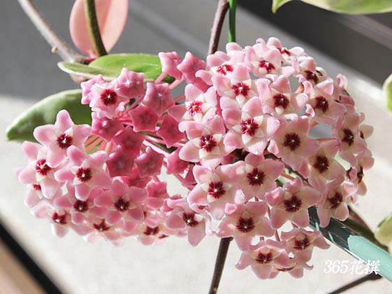 サクララン｜園芸植物小百科｜育て方｜花の写真