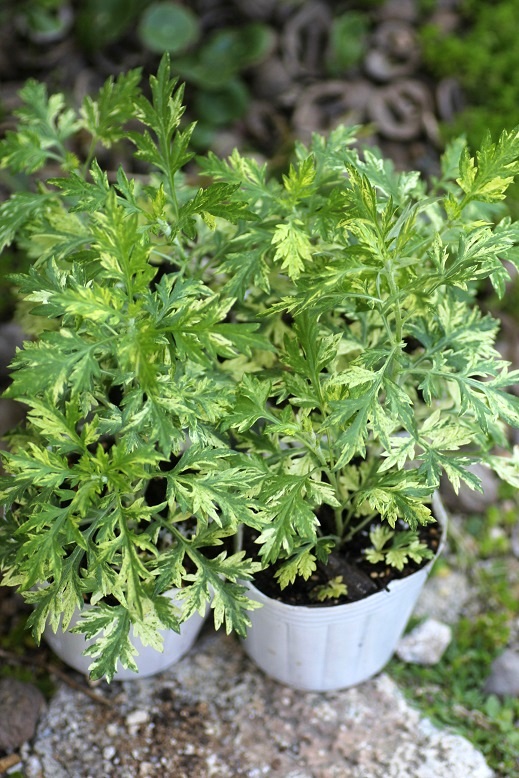 斑入りヨモギ 鉢 ジャンクガーデン 寄せ植え 花苗通販