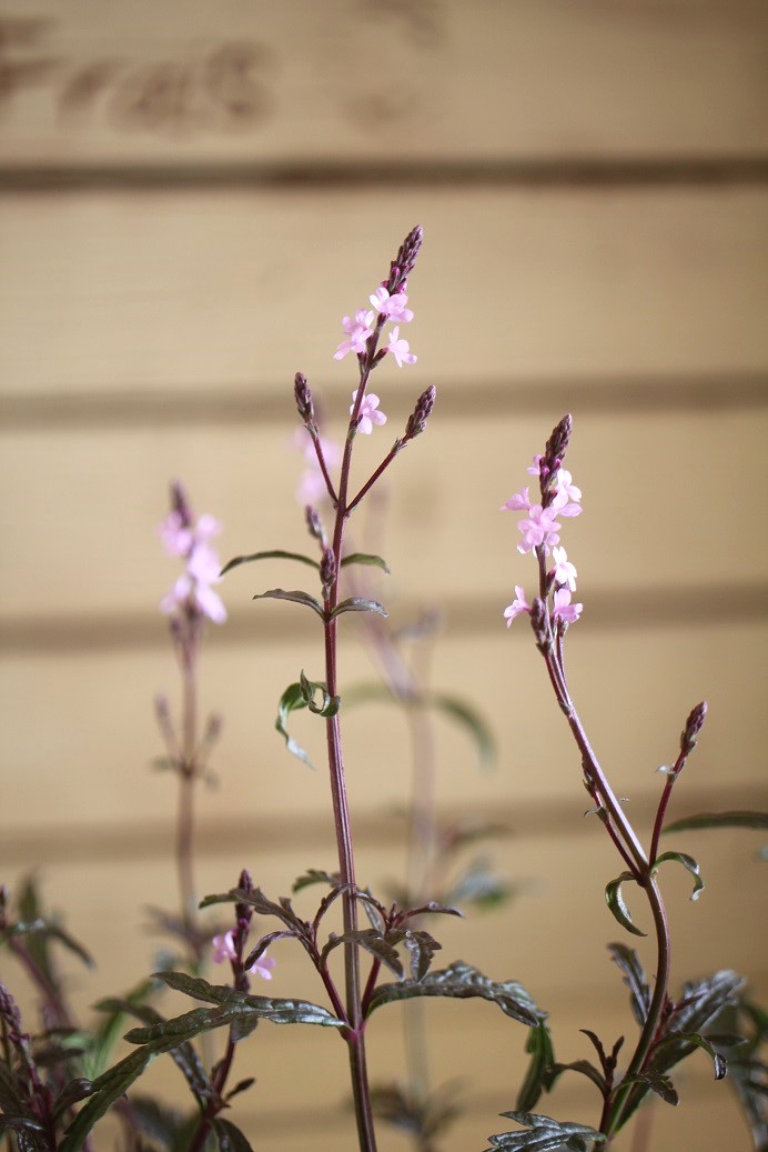 バーベナ『バンプトン』 ジャンクガーデン 寄せ植え 花苗通販 Garden Frais