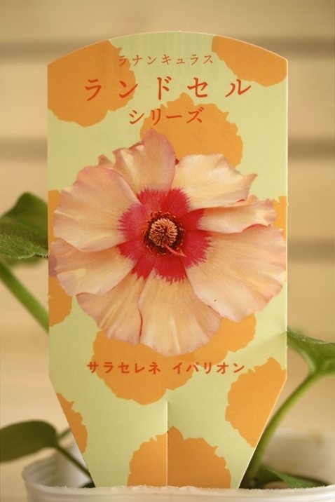 ラナンキュラスランドサラセレネイパリオン