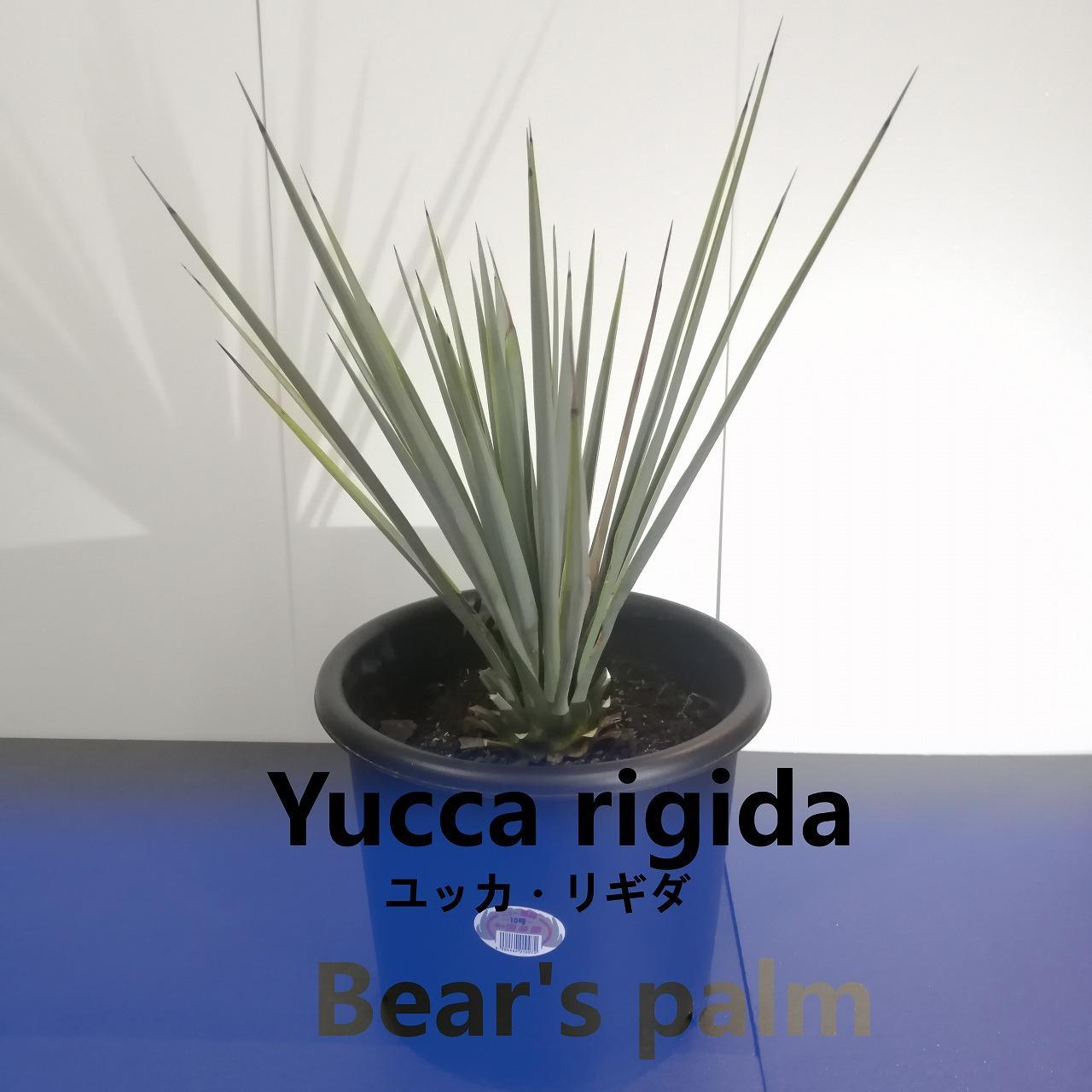 ユッカ リギダ Yucca rigida_栃木県大田原市生産品_Bear's palm | 栃木