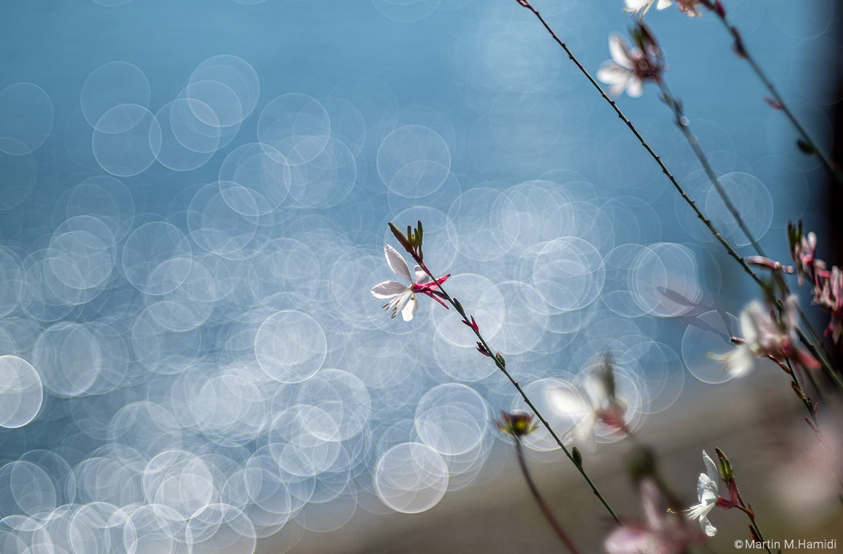銘匠光学 TTArtisan 100mm f/2.8 M42マウント バブルボケレンズ | 焦点