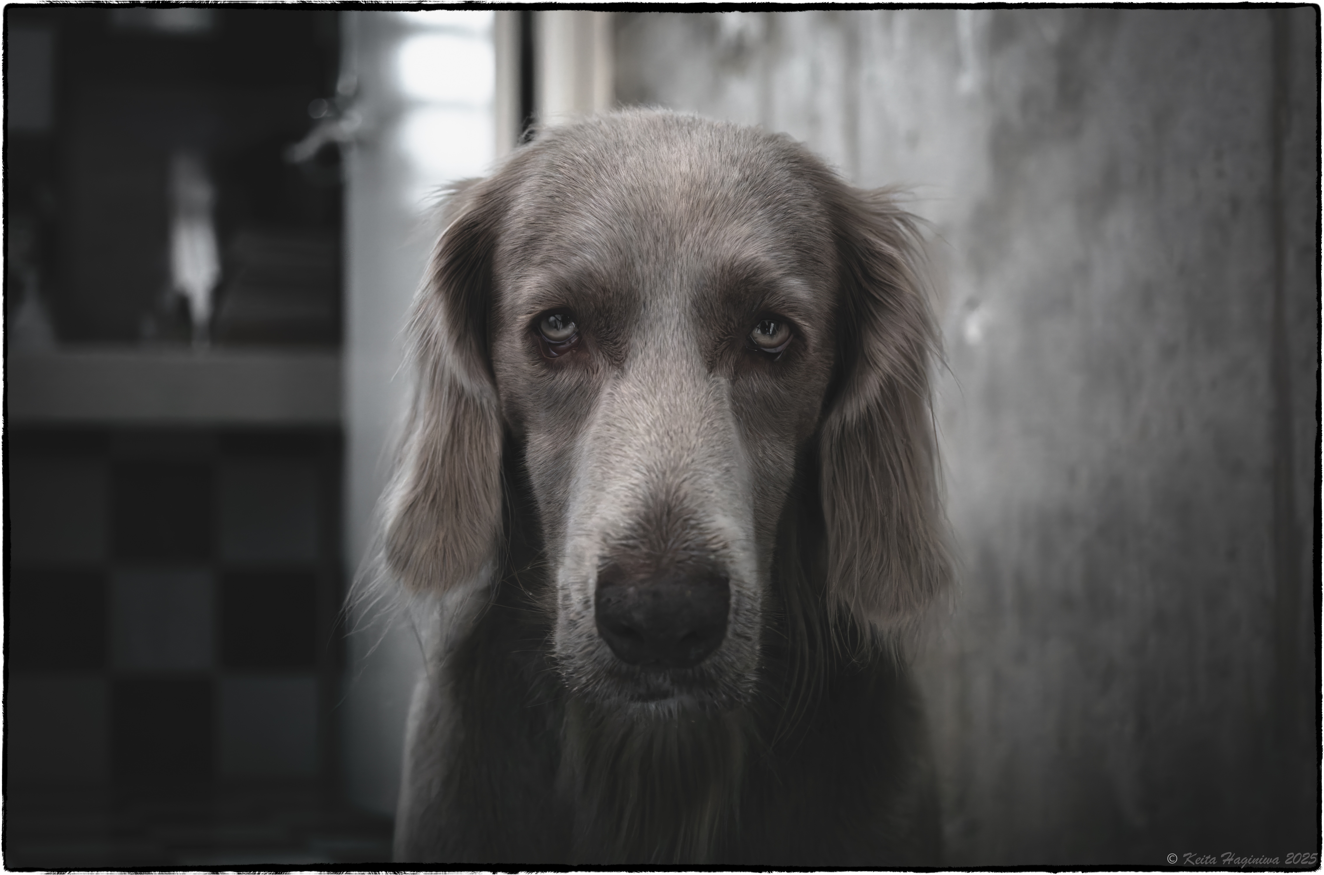 Schneider-Kreuznach APO-Componon 45mm F4.0 