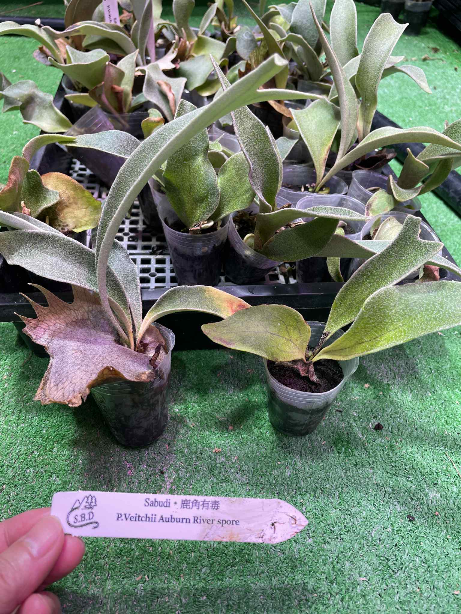 Platycerium Veitchii Auburn River Spore - Grow Your Own – HCorchids