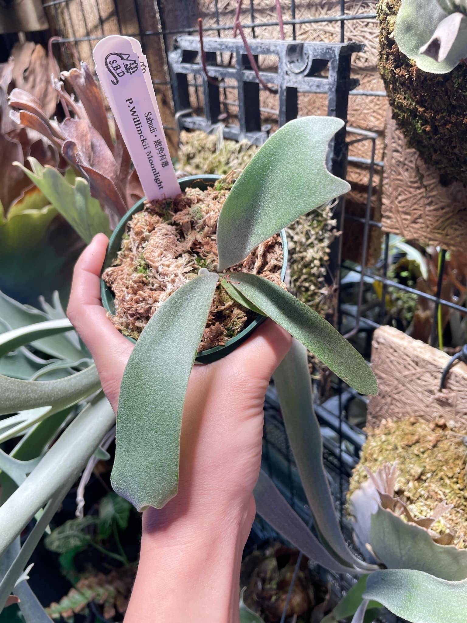 Platycerium Willinckii Moonlight - Rare Collectible | Medium Size