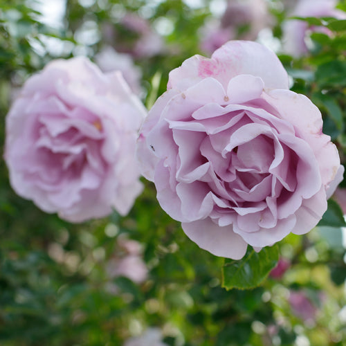 ローズシナクティフ – はなはなショップ