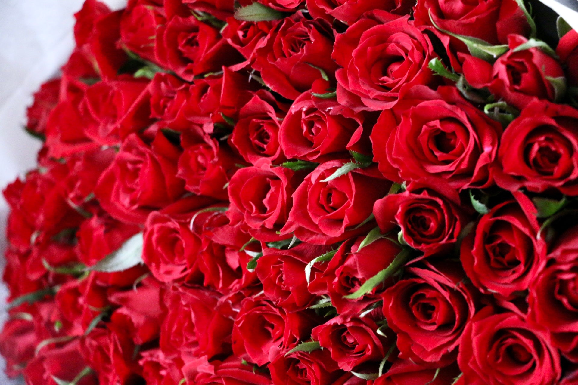 90本の赤いバラの花束-完璧な愛 – 花・花束の通販サイト｜HanaTaku