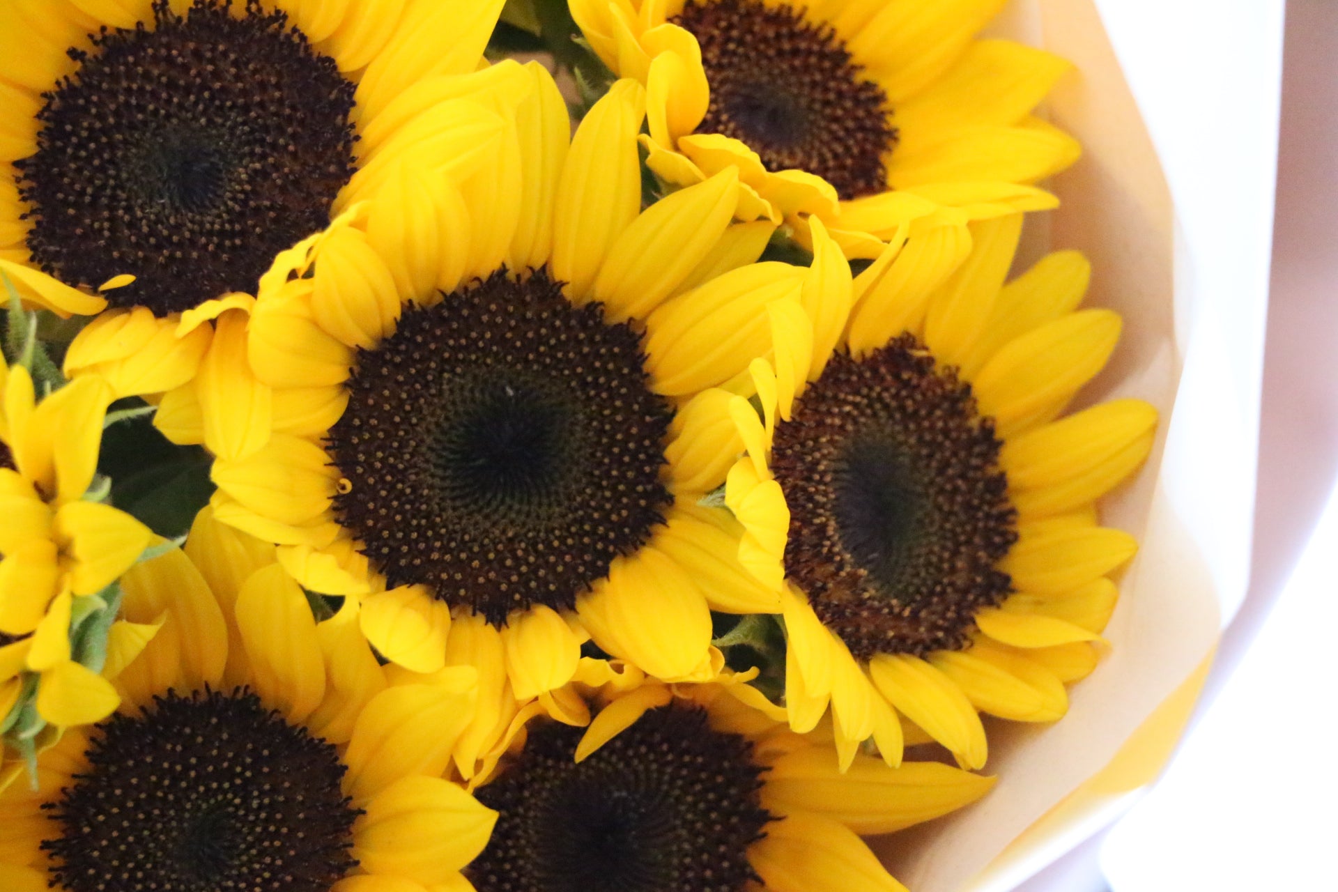 ひまわりの花束（9本）-いつまでも一緒にいてください – 花・花束の