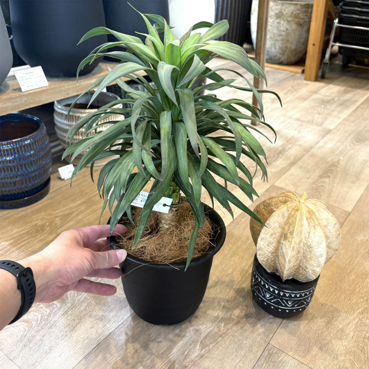 ユッカ デスメティアーナ 5号 – 鉢人