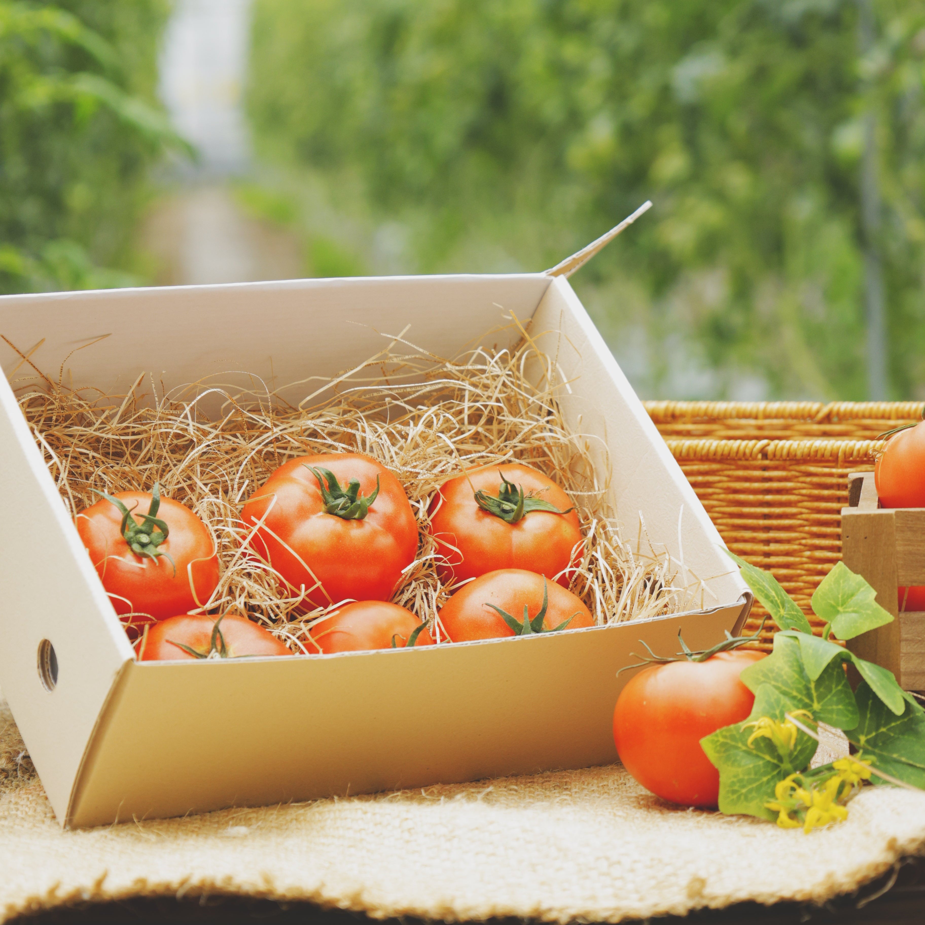 はやとまと | 熊本市産完熟トマト🍅