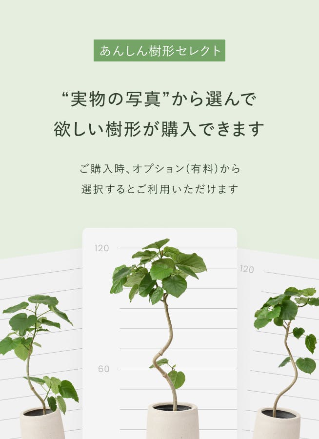 観葉植物 パキラ 6号 ねじり プラスチック鉢 | 観葉植物ならHitoHana