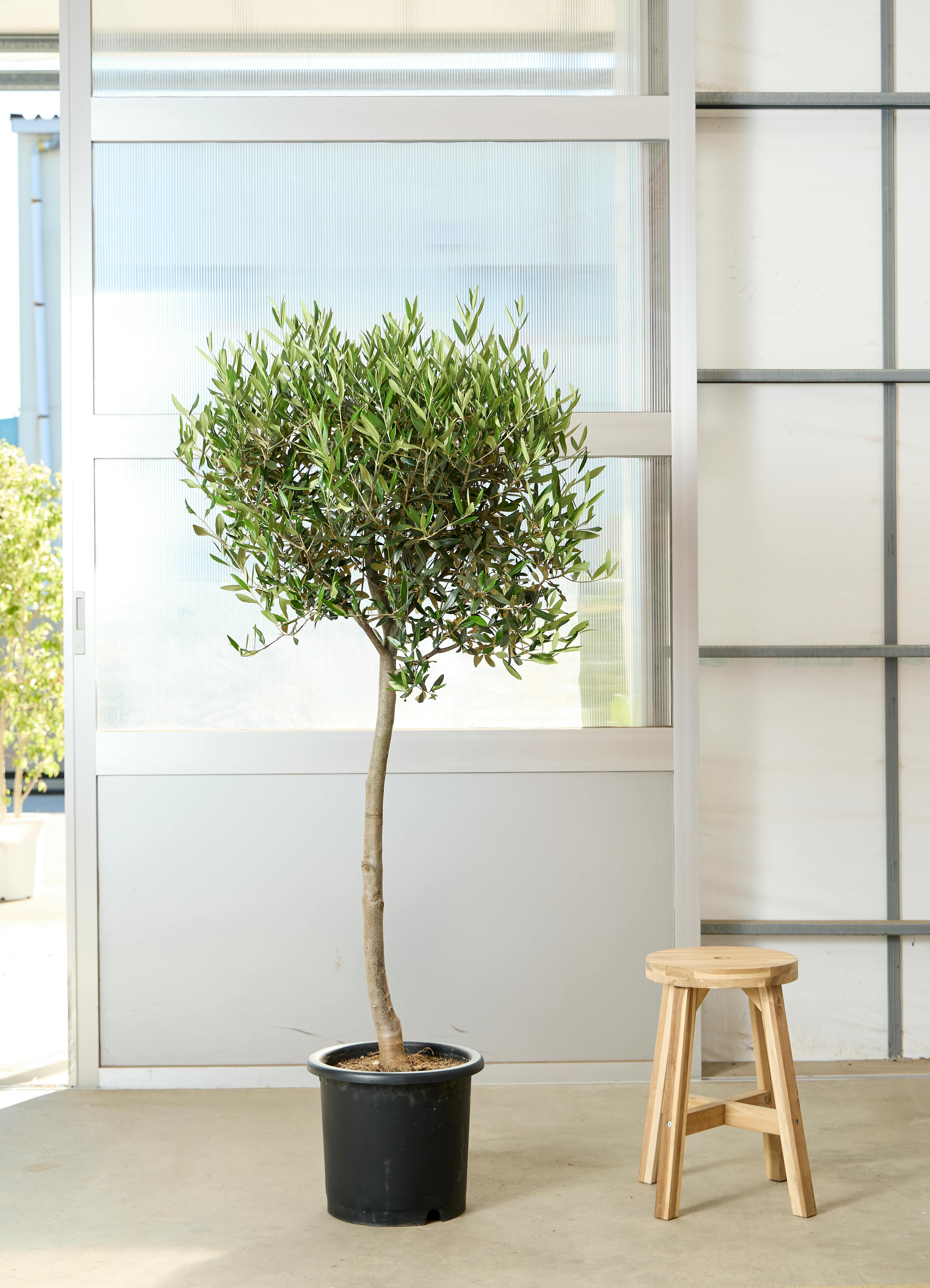 オリーブの木 フラントイオ 10号 約160cm K-338 人気品種 現品掲載