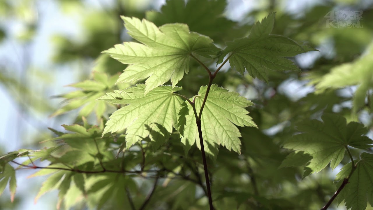 山採り自然樹形ハウチワカエデ販売 秋元園芸