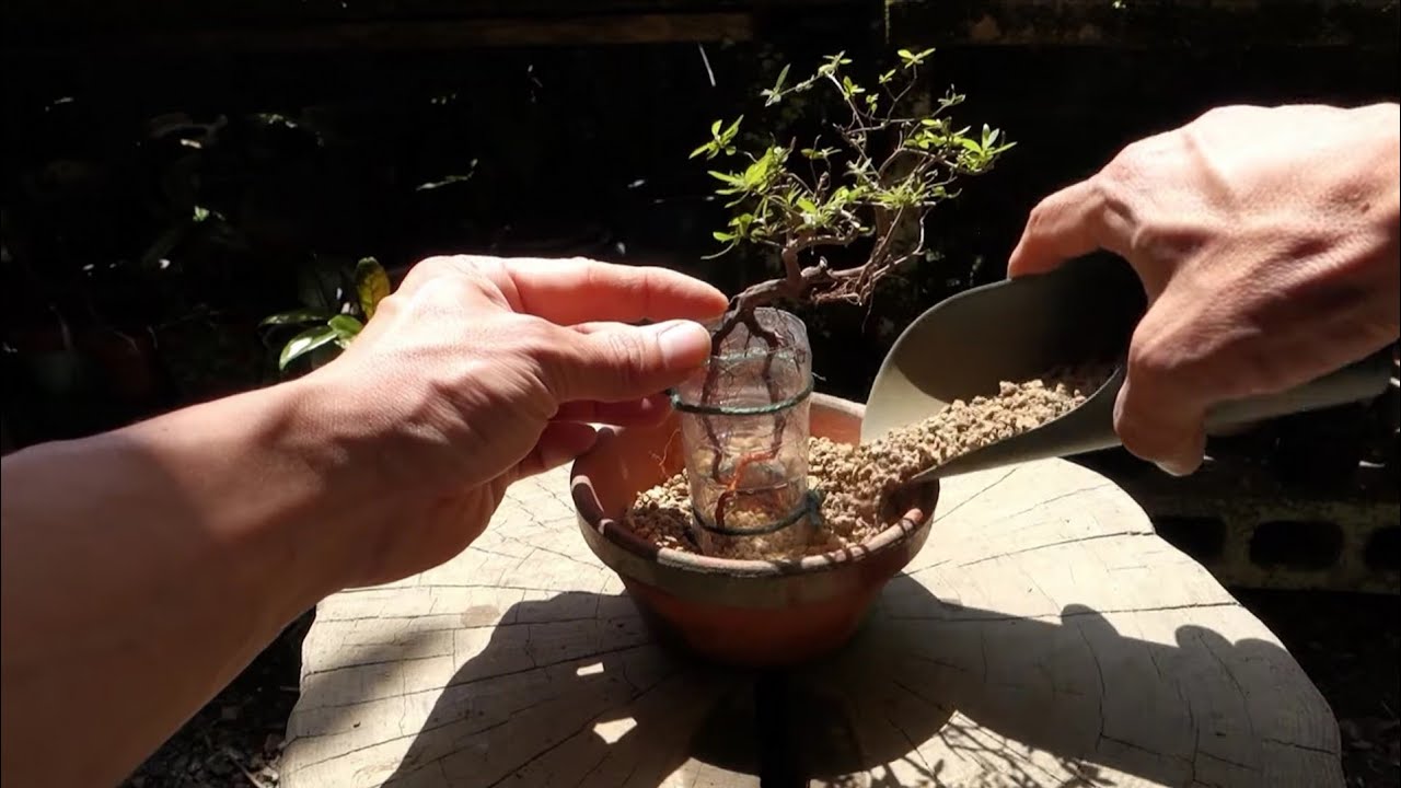 山採り地内の風に揺れるアセビ 2022 - YouTube