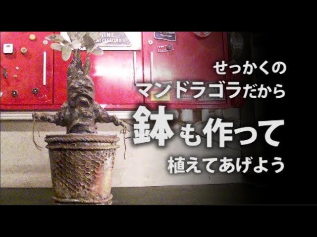 Make [Mandragora Bowl] Mandrake | HandCrafted | Harry Potter