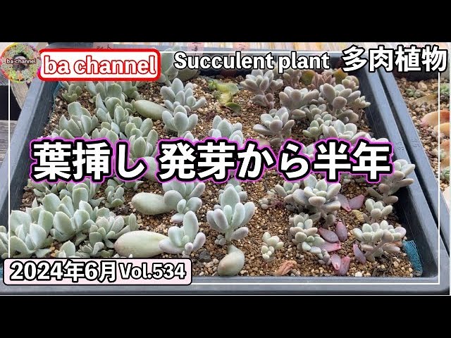 534 {Succulents} Moving a 6-month-old leaf cutting into a planter