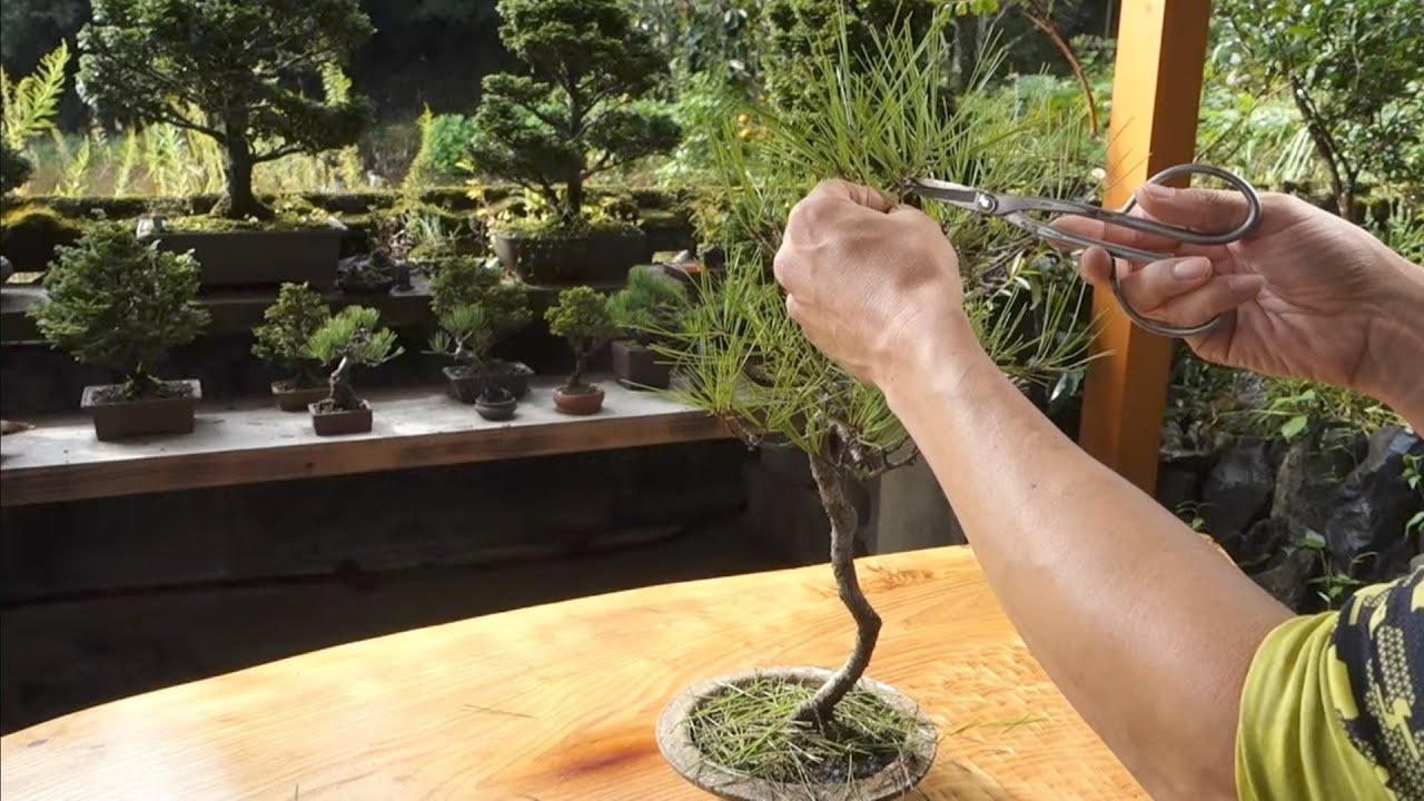 3年ほど前に山採りした赤松の成長記録（古葉取り．葉透かし） ♯671