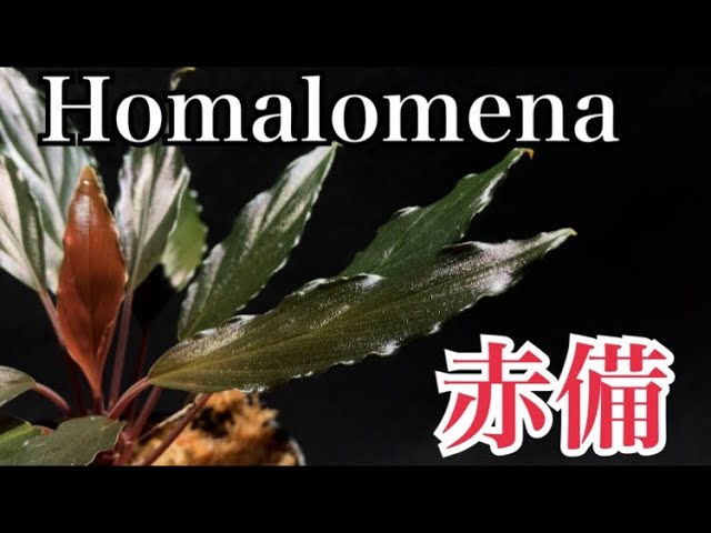 第76話】「ホマロメナ sp.赤備」 - YouTube