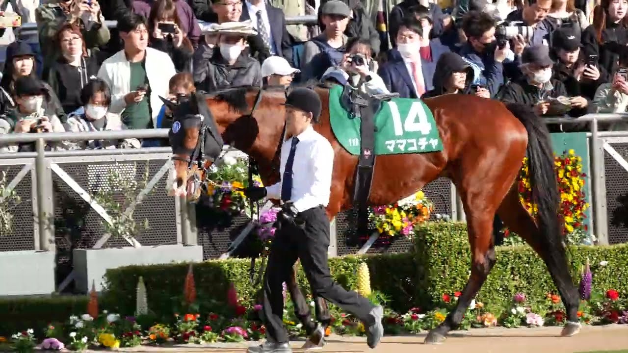 ブチコの2番子、ソダシの全妹のママコチャ 推し馬カメラ #競馬 #中山