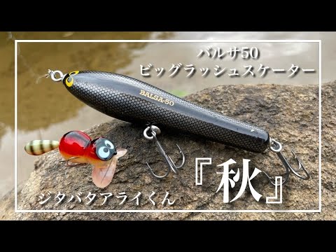 秋のバス釣り】トップウォーターでランガンパニック！広範囲に散って