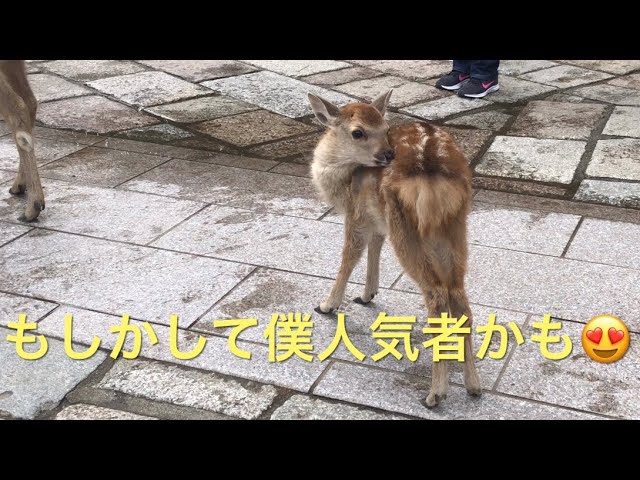 鹿活38❗️お母さ〜ん、もしかして僕は人気者なんか？皆んな可愛い😍っ