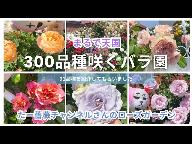 春バラ爆咲き】300品種咲くたー薔薇チャンネルさんのローズガーデン