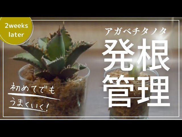 初めてのアガベ抜き苗発根管理！アガベチタノタレッドキャットウィーズ