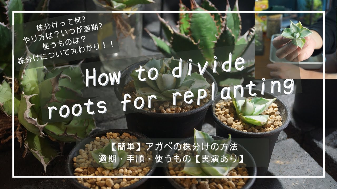 簡単】アガベの株分けの方法｜適期・手順・使うもの【実演あり】 - YouTube